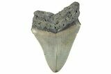 Serrated, Fossil Megalodon Tooth - North Carolina #295265-1